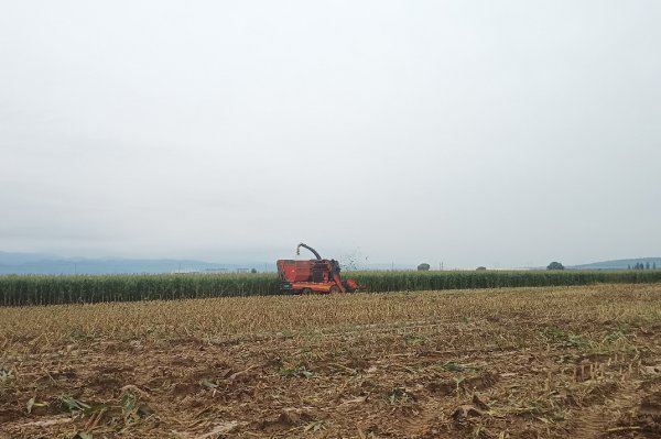 盈鑫惠 五寨甜糯玉米优品率提升 区域公用品牌即将发布